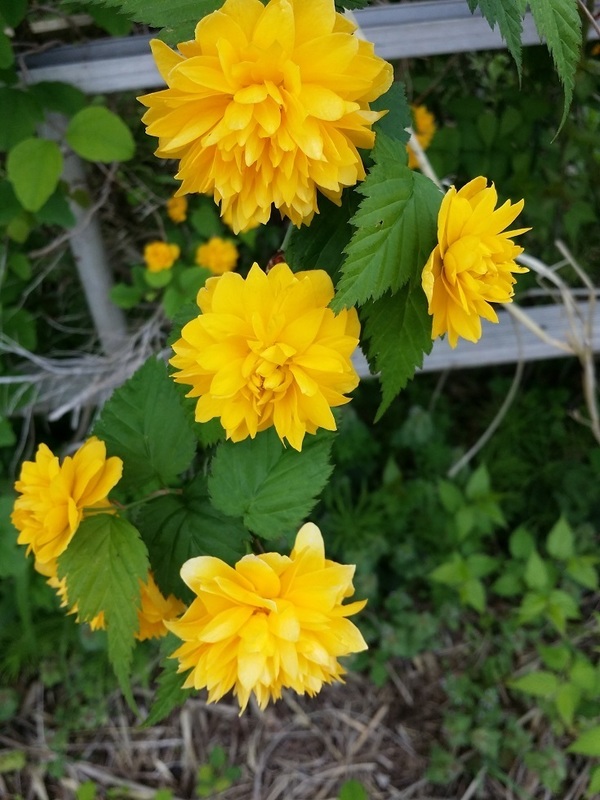 20170423_102645.jpg